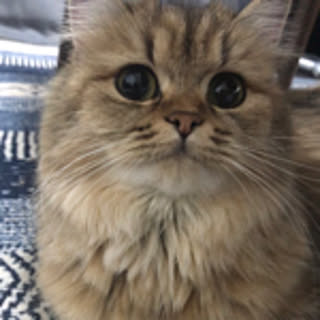 mocha