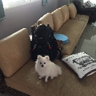haru