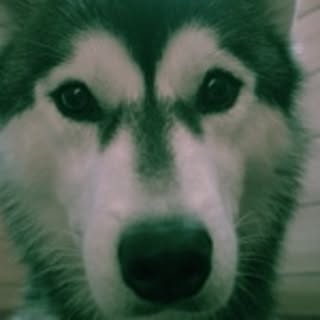 mochico