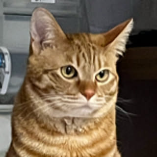 mukitarako