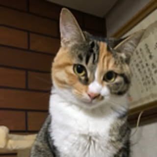 Tomomi