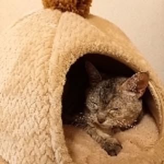ginsac