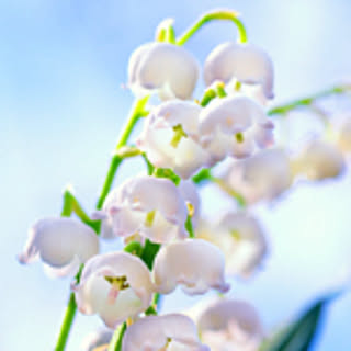 nejibana