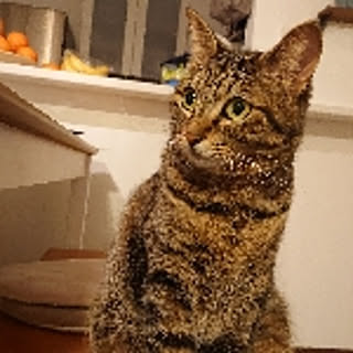 chisa.mio