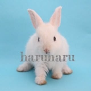 haru