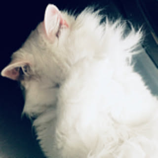 remo