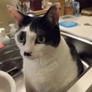TOKI