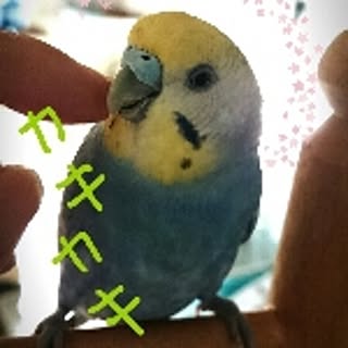 mino