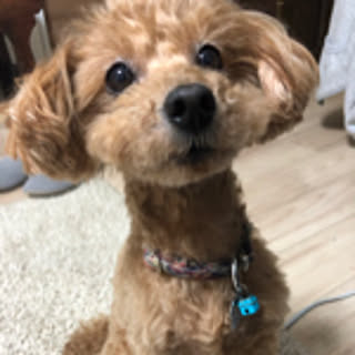 cha
