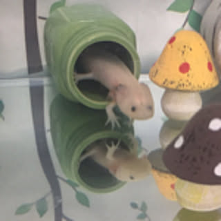 jyarami