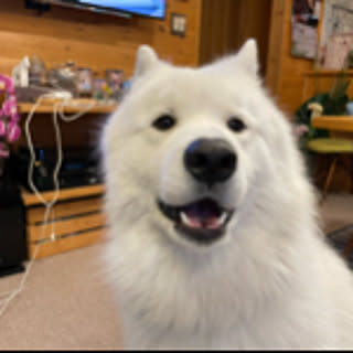 koichii