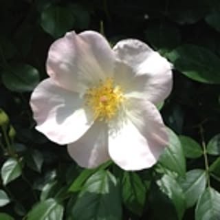 yuki