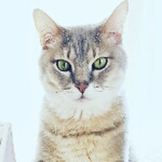 leolechat