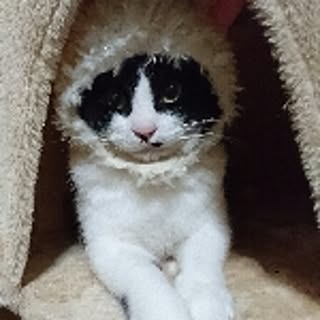rimaorisaku