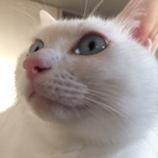 tama