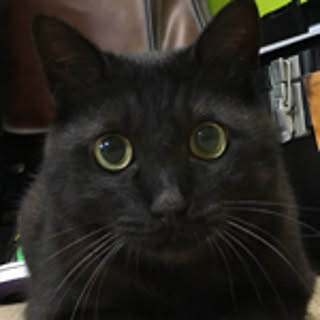 reo