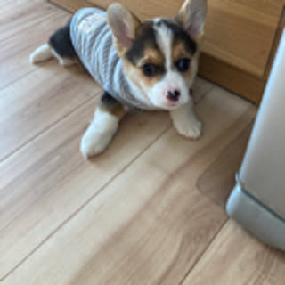bob