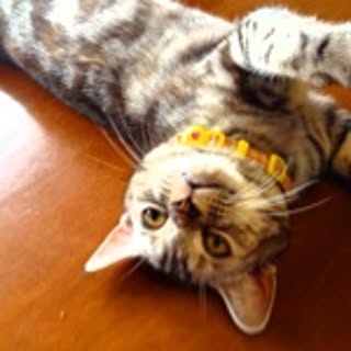 mimi