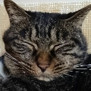 neko