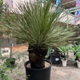 greenko