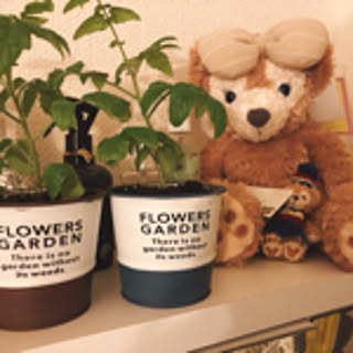 liliroom