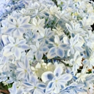 jasmine03