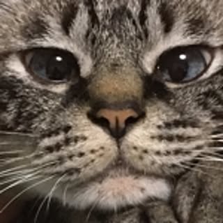 tetsu