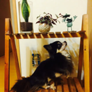 yuki