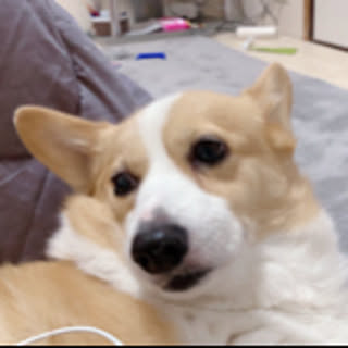 saachan.