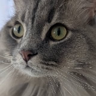 nattoco