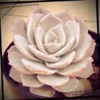 plantsbox
