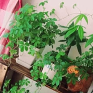emiko