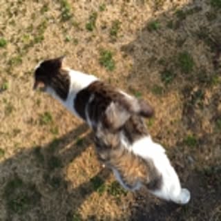 mo