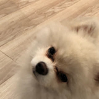Ponzu