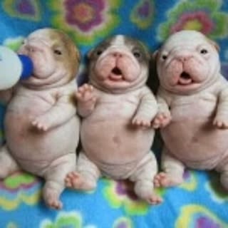 kowwsoww