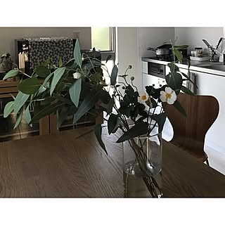 iguanaiguana916