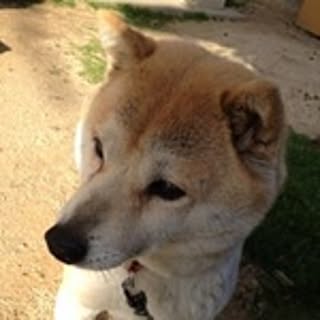 KAKO