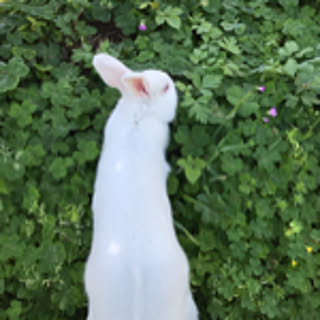 ke_ko5522