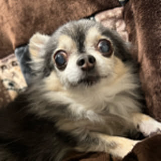 elno
