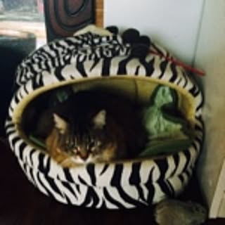mikko