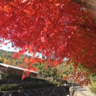 momiji
