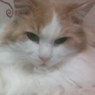 Coleha