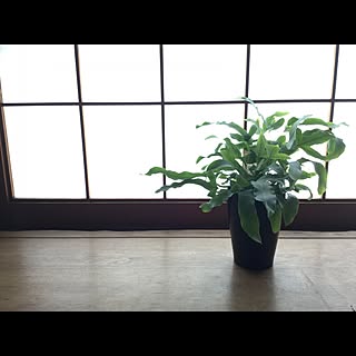hi-bi-i-010