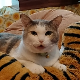 funnyface