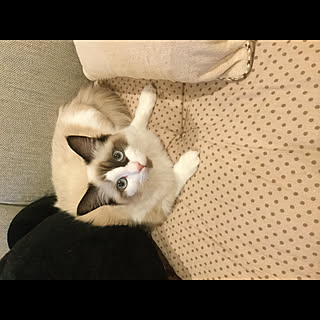 mikiko