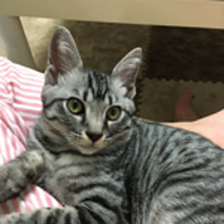 Chiharu