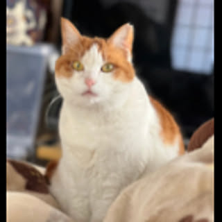 akemi
