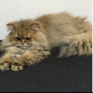 gab