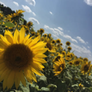S.I