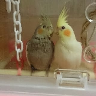 chibi
